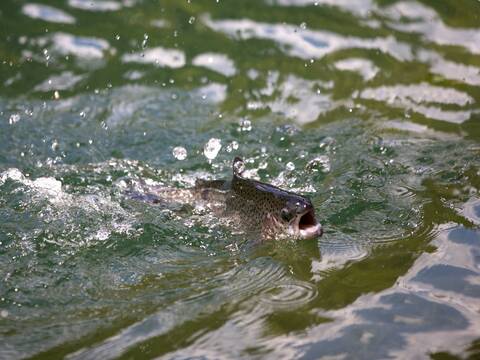 Eine Forelle schaut mit geöffnetem Mund aus dem Wasser.